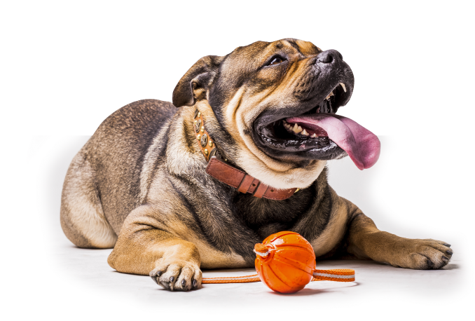 immagine di cane che gioca con una pallina