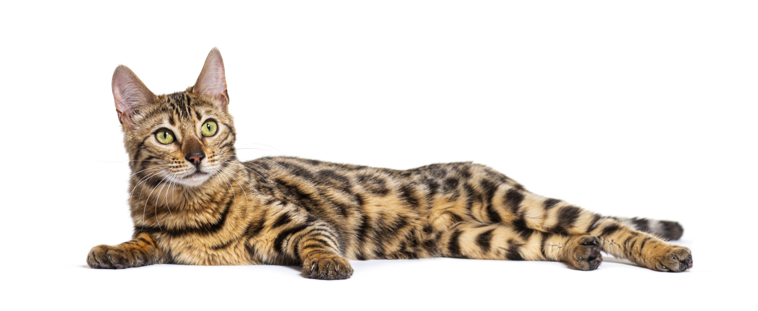 gatto steso