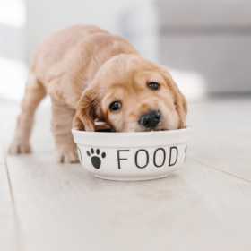Cane mangia