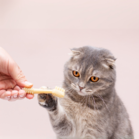 Snack oral care cani e gatti