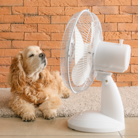 Tappeto refrigerante cane e gatto