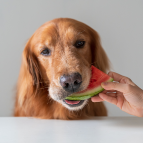 Cane che mangia una fetta di anguria