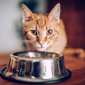 gatto mangia