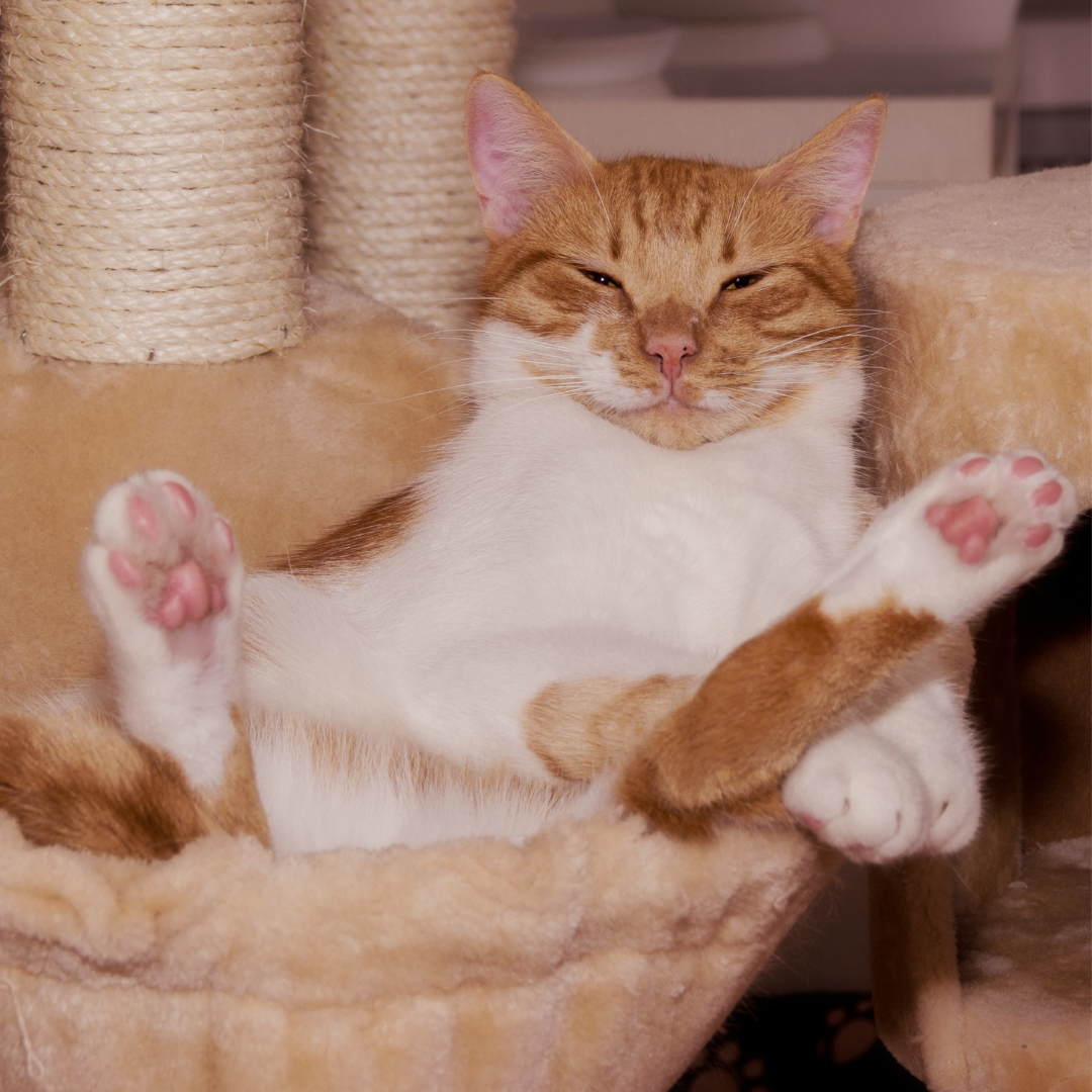 gatto vomita spesso