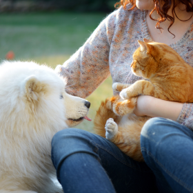 pet therapy cane e gatto